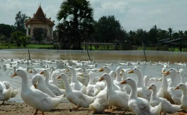 Bird Flu Virus Detected In Kerala Alappuzha Kottayam - Sakshi