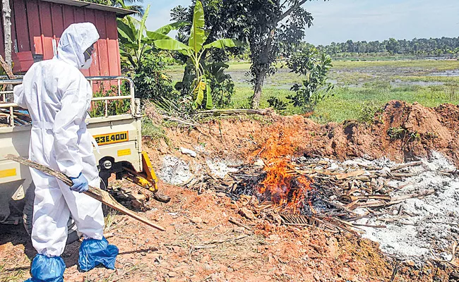 Bird Flu Spreading Some States In India - Sakshi