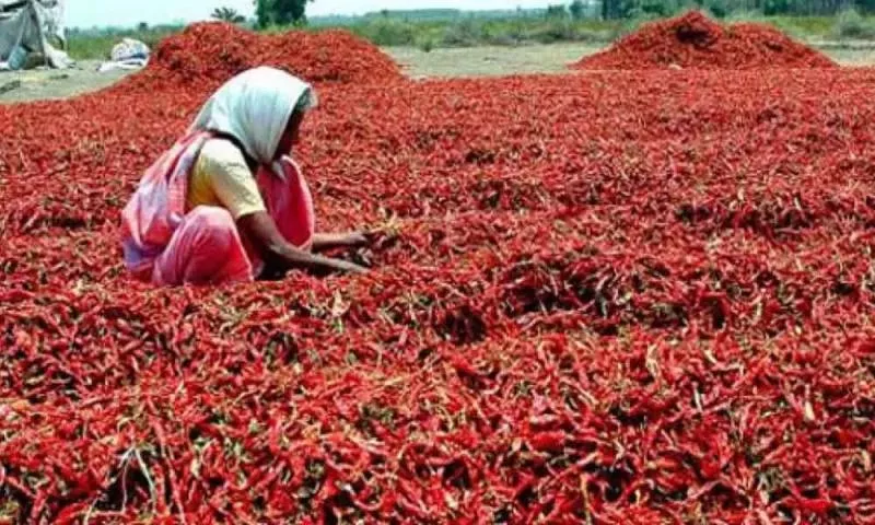 Warangal Market Byadgi Chilli Gain 24000 Per Quintal - Sakshi