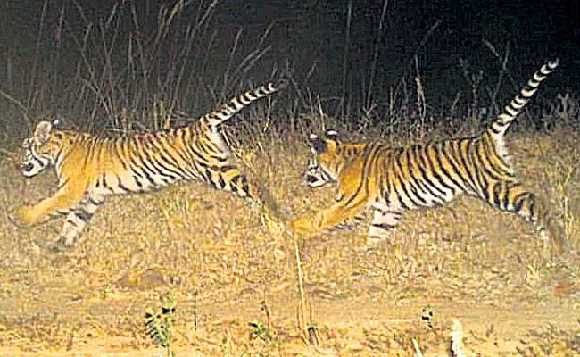 Tigress S6 Gives Birth To 2 Cubs Kawal Tiger Reserve Mancherial - Sakshi