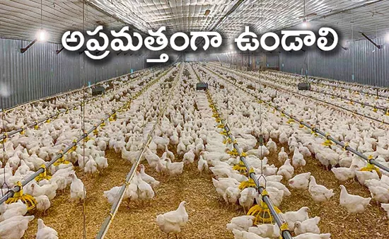 Bird flu outbreak reported in 4 states - Sakshi