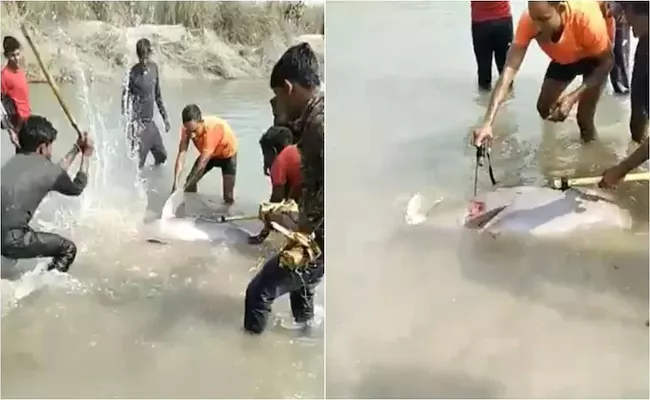 Gangetic Dolphin Beaten To Death By Villagers In Pratapgarh Goes Viral - Sakshi