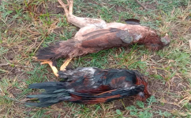 Birds Suspicious Death In Kurnool - Sakshi