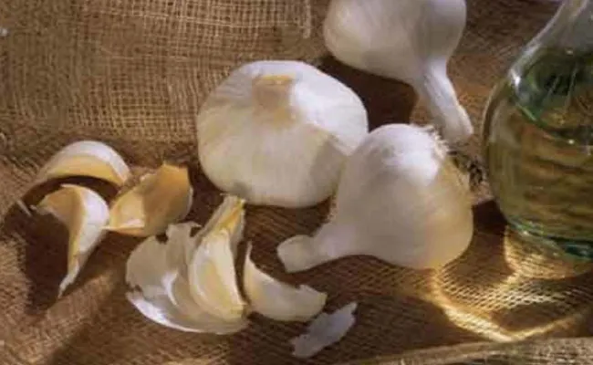 Huge Benefits With Garlic In Winter Season - Sakshi