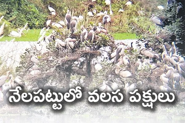 Woolly Necked Stork Bird Special Story - Sakshi