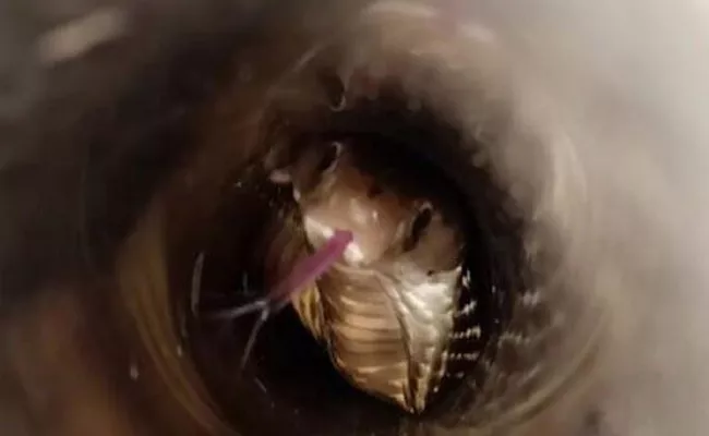 Viral : Cobra Gets Stuck In Pipeline At Petrol Pump In Odisha - Sakshi