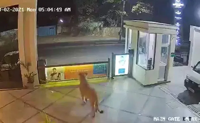 Lion Enters Hotel In Gujarat By Leaping Over Wall  - Sakshi