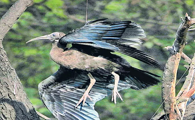 Bird Lovers Says Make Hyderabad As Manja Free City - Sakshi