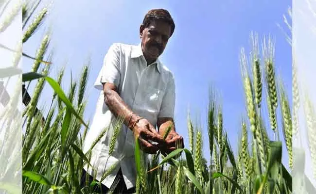 Hyderabad Farmer Wins Patent For Enriched Rice And Wheat Variety - Sakshi