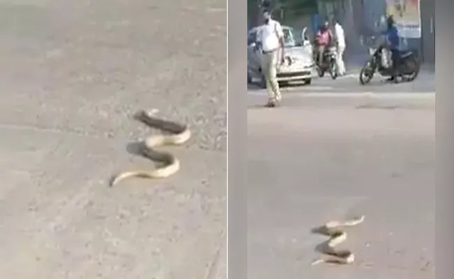 Cobra On The Road Brings Traffic To Halt In Karnataka - Sakshi