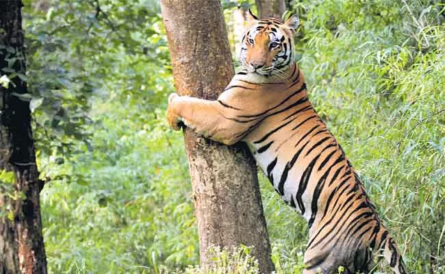 Kanha Tiger Reserve National Park Travel Special Story - Sakshi