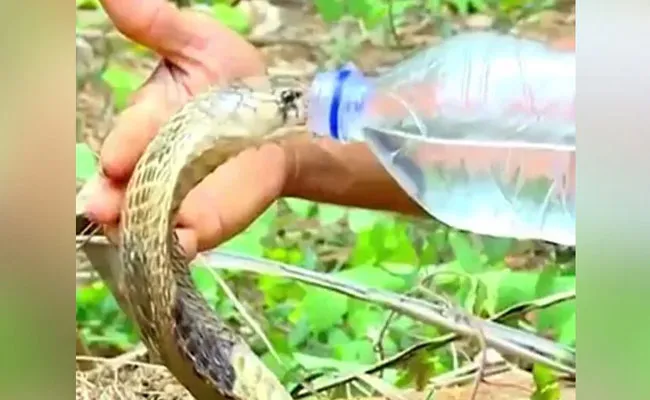 Man Drinks Water To Cobra With Bottle In Viral Video - Sakshi