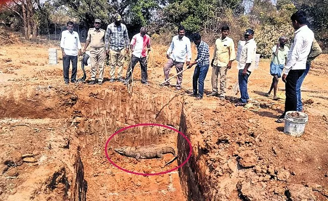 Crocodile Appears In Rangareddy Bilkul Village Farmhouse - Sakshi