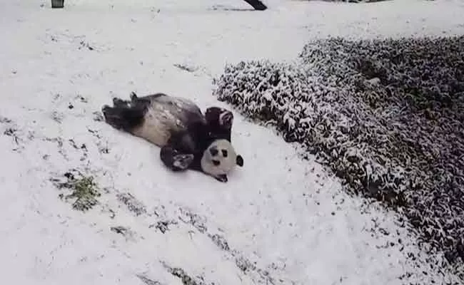 Viral Video Of Pandas Enjoying With Sliding And Rolling In Snow - Sakshi