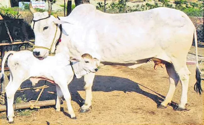 Organic indigenous cow breeding fields in AP - Sakshi