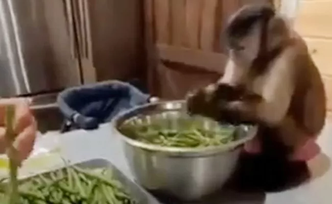 Viral Video: Monkey Helps Woman In Cutting Vegetables - Sakshi