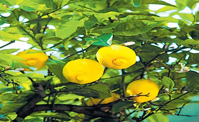 Benifits Of Lemon Leaves - Sakshi