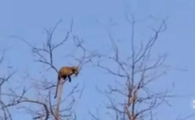 Bhadradri Kothagudem District Tiger Climbs Tree Cherla - Sakshi