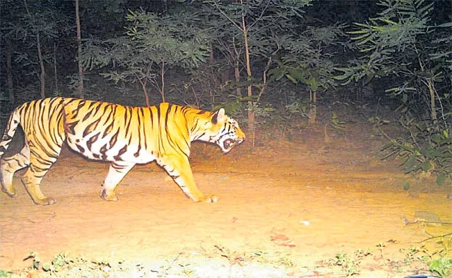 Female Tiger Wandering In Chennur Forest Division  - Sakshi