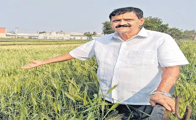 D Vitamin In Rice And Wheat..! - Sakshi