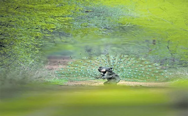 Bear with Peacock Feathers - Sakshi