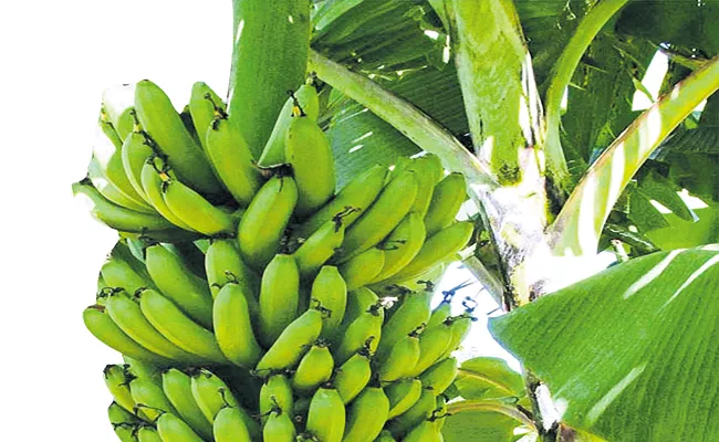 AP Government action to further increase banana cultivation exports - Sakshi