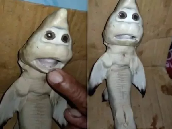 Indonesian Fisherman Caught Deformed Shark Baby - Sakshi