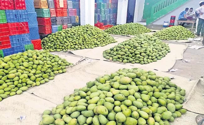 Banginapalli Mangoes Exports To Delhi From Vijayawada Nunna Market - Sakshi