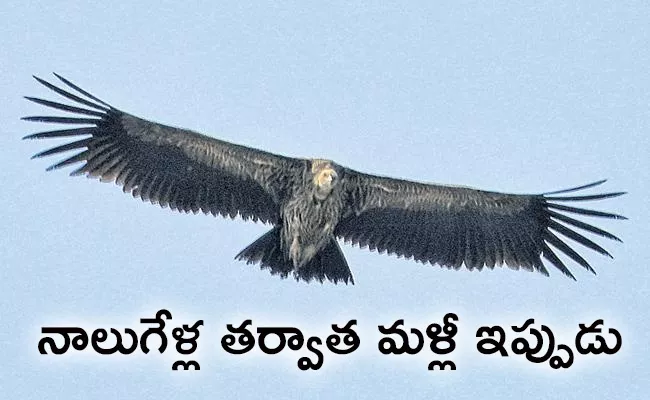 Eurasian Griffon Finds At Jaggampeta East Godavari - Sakshi