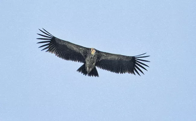 Bird watchers found Rare vulture for the third time in South India - Sakshi