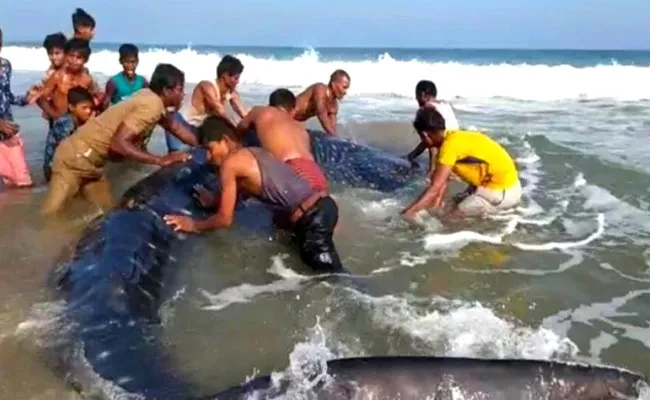 Viral: Huge Whale Shark Washes Ashore On Odisha Sunapur - Sakshi