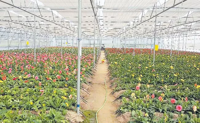 Greenhouse Cultivation Faces Huge Losses Amid Covid Effect - Sakshi