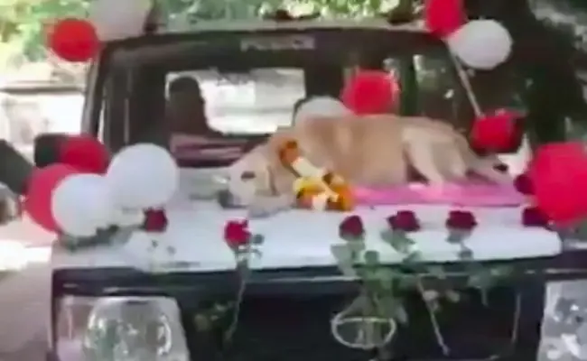 Warm Farewell For Sniffer Dog 11 Years Of Service In Nashik  - Sakshi