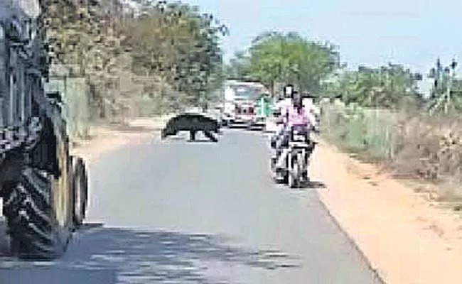 Bear Wandering In Jangoan District RaghunadaPally, Kanchanapalli Road - Sakshi