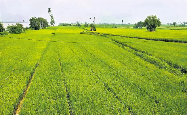 Cultivation of rabi crops went on at a record level - Sakshi