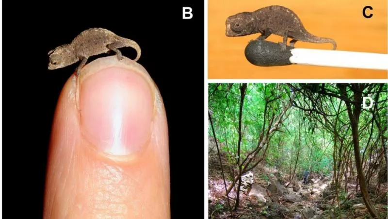 German Malagasy Scientists Find Worlds Smallest Chameleon - Sakshi