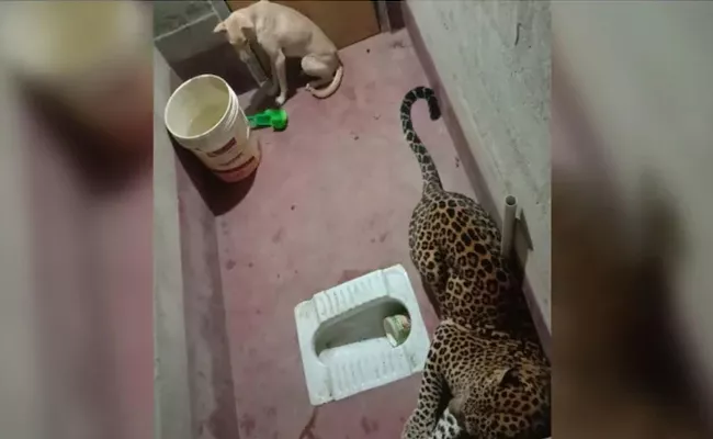 Dog Trapped Inside Toilet With Leopard In Karnataka Village - Sakshi