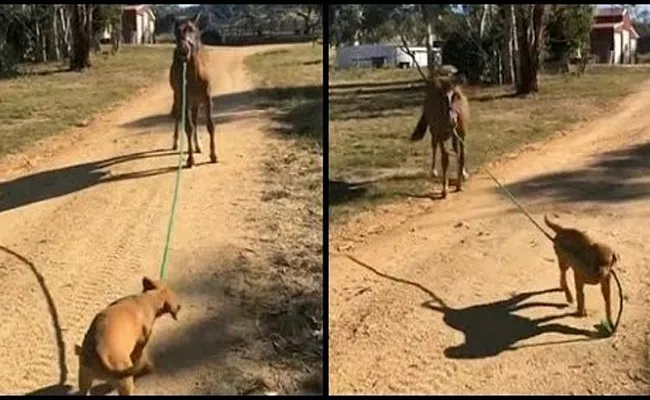 Puppy Takes His Friend Mojo Named Horse For A Walk Using Rope To Drag - Sakshi