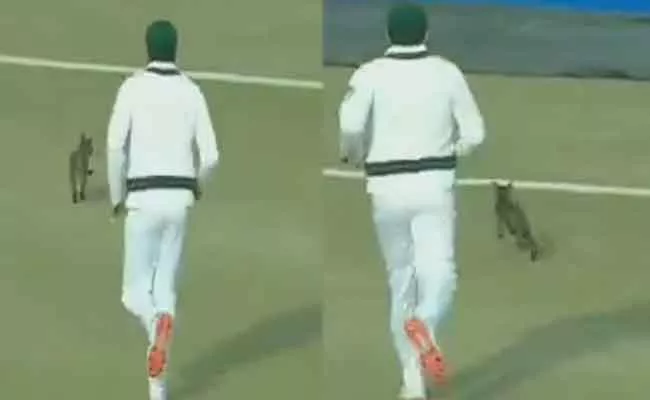 Pakistan Wicket Keeper Hilarious Comment While Azhar Ali Chases cat - Sakshi