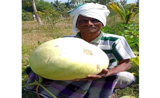 30 Kg Anapakaya Is Amazing In Srikakulam District - Sakshi