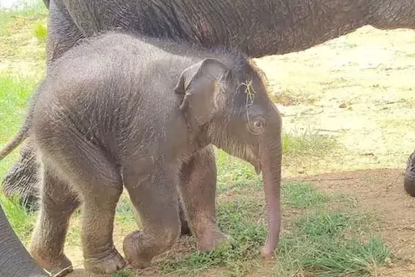 Newborn Elephant suggest a name and get Gift - Sakshi