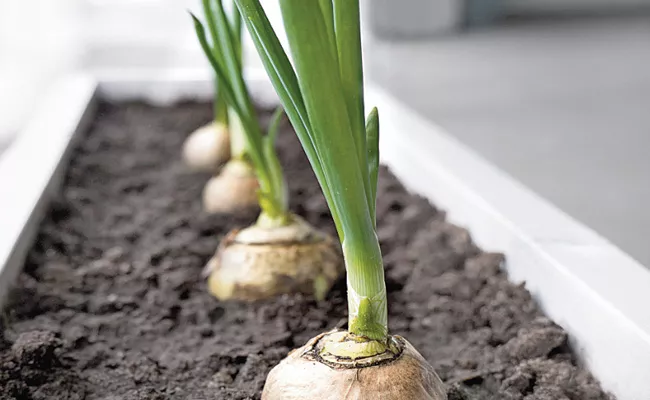 No Onion Cultivation In Yasangi Season Telangana - Sakshi