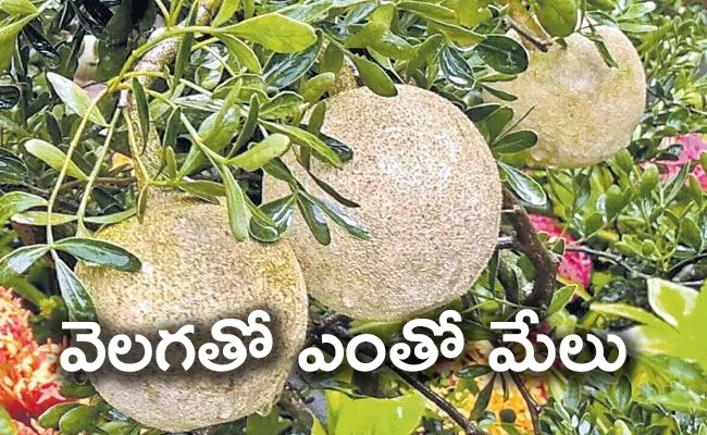 Variet recipes with Wood Apple - Sakshi