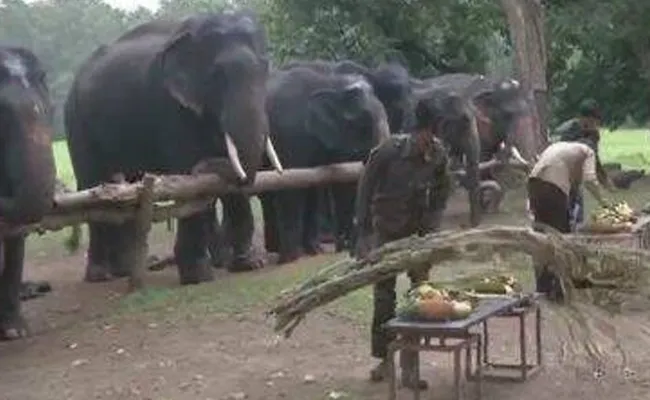 Elephants Goes Picnic In Tamil Nadu - Sakshi