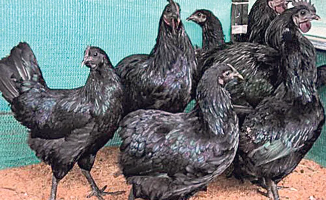 Huge Demand For kadaknath Chicken in Hyderabad - Sakshi