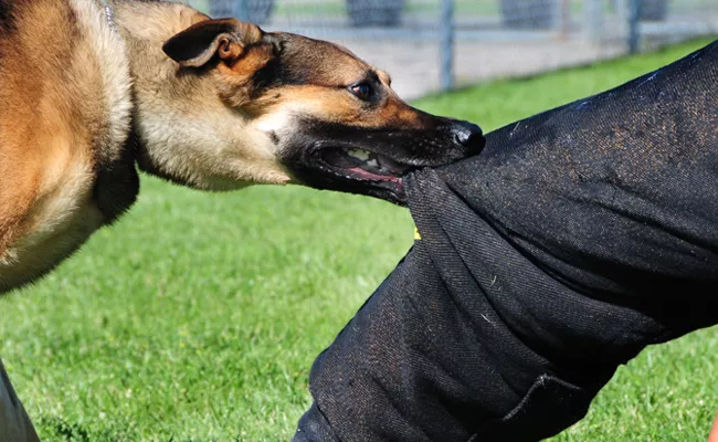 Dog Bite Precautions Special Story In Telugu - Sakshi