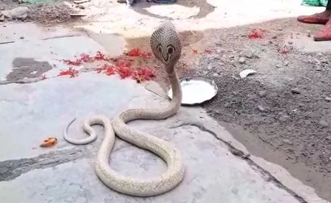 Rare White Snake Darshan On Shivaratri Day - Sakshi