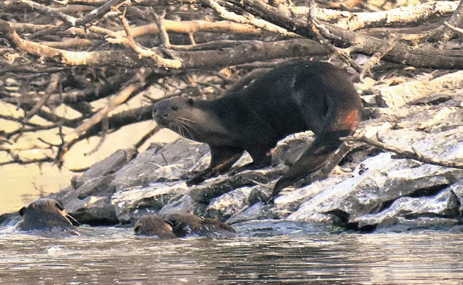 Otters is a Rare mammals - Sakshi