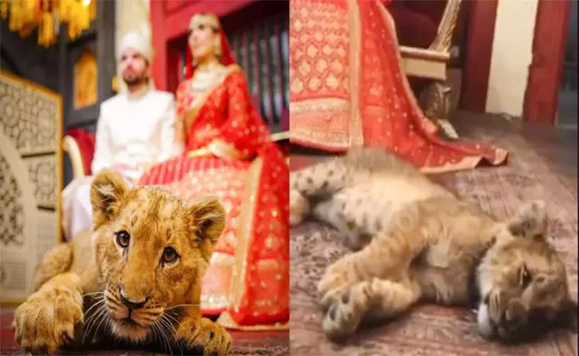 Pakistani Couple Backlash After Poses With Lion Cub In Wedding Photoshoot - Sakshi