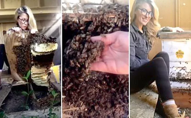 Texas Beekeeper Viral Videos Saving Bee Hives - Sakshi